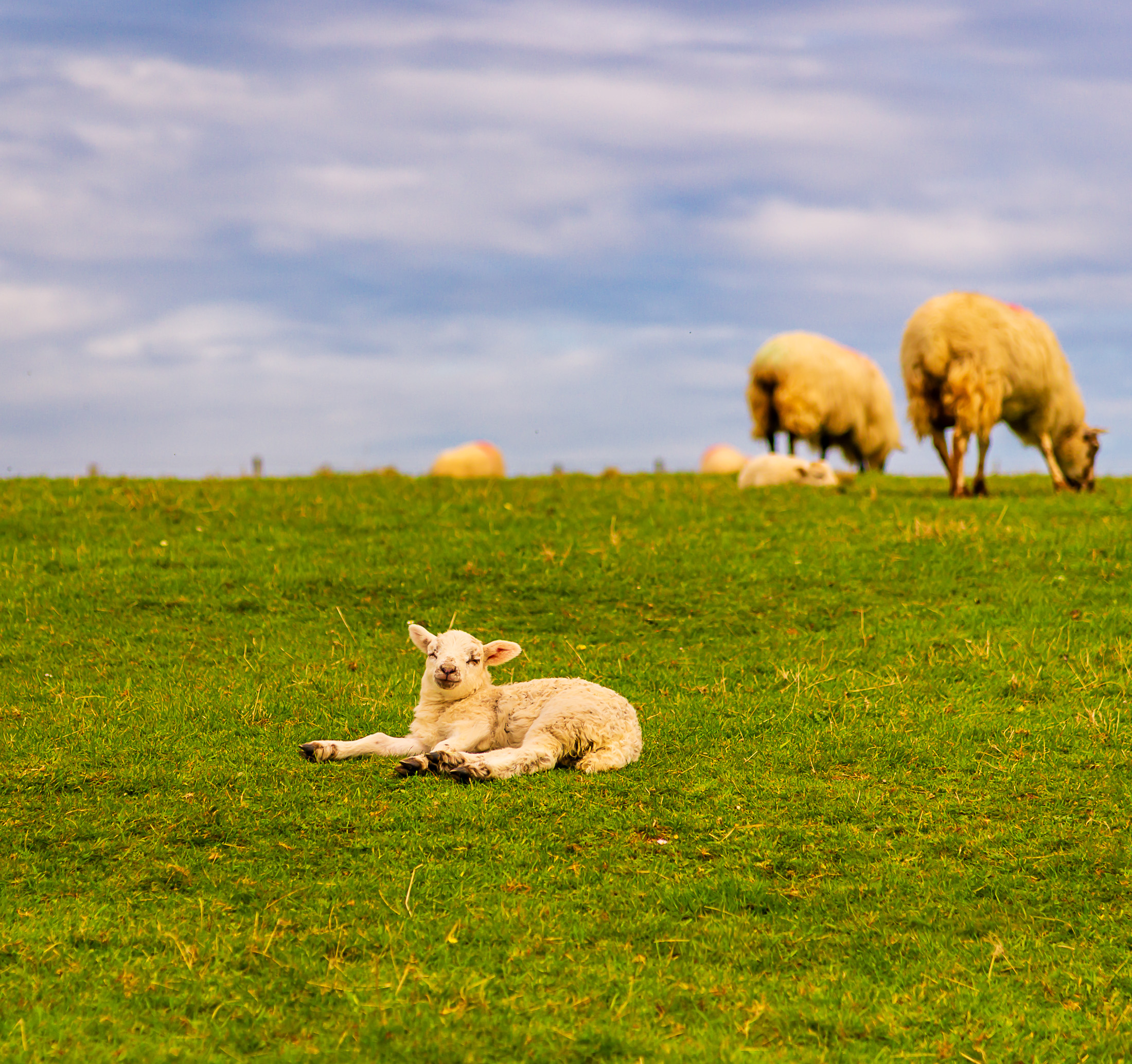 Lamb Dingle Peninsula