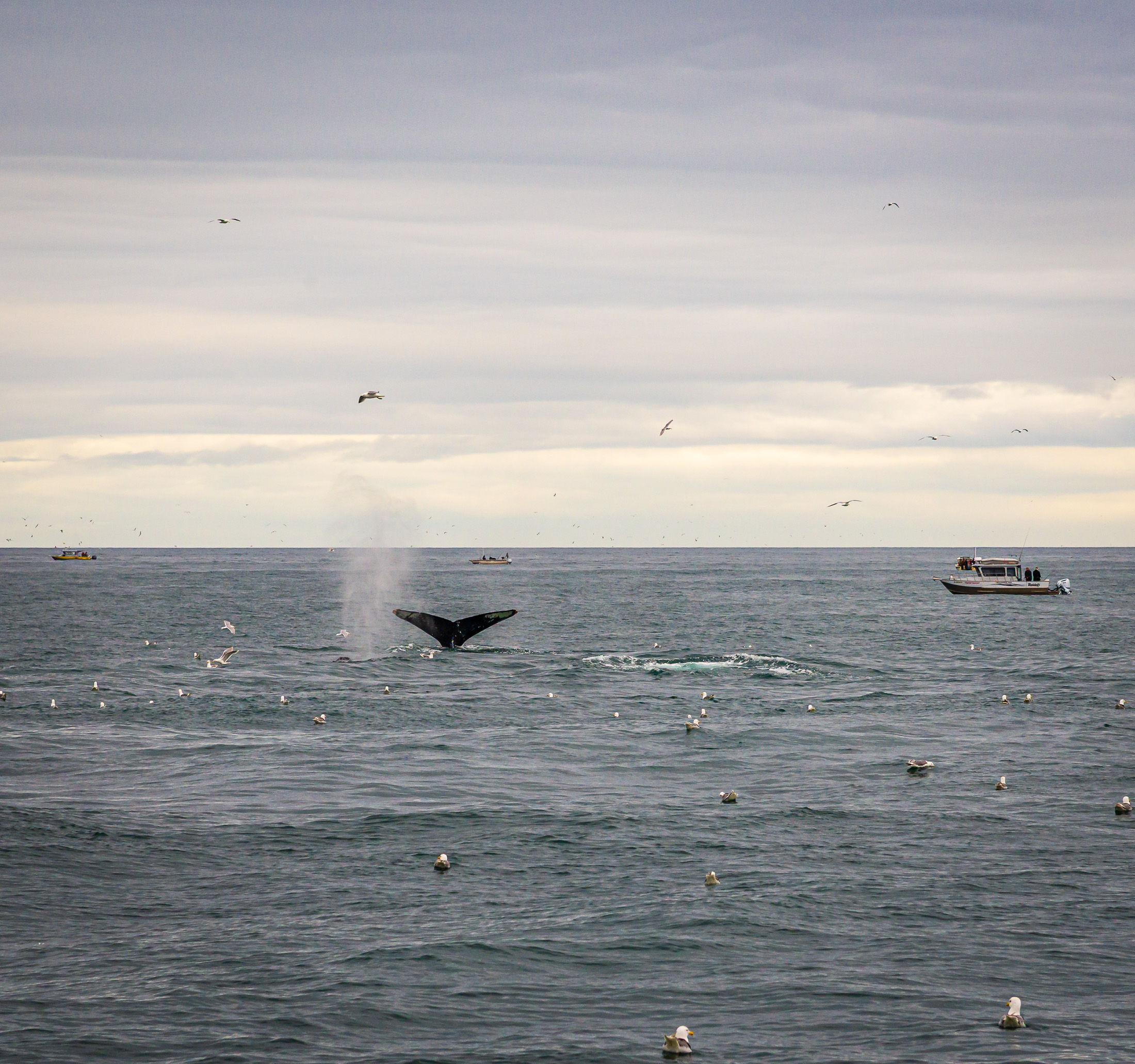 Humpback Whale Tail