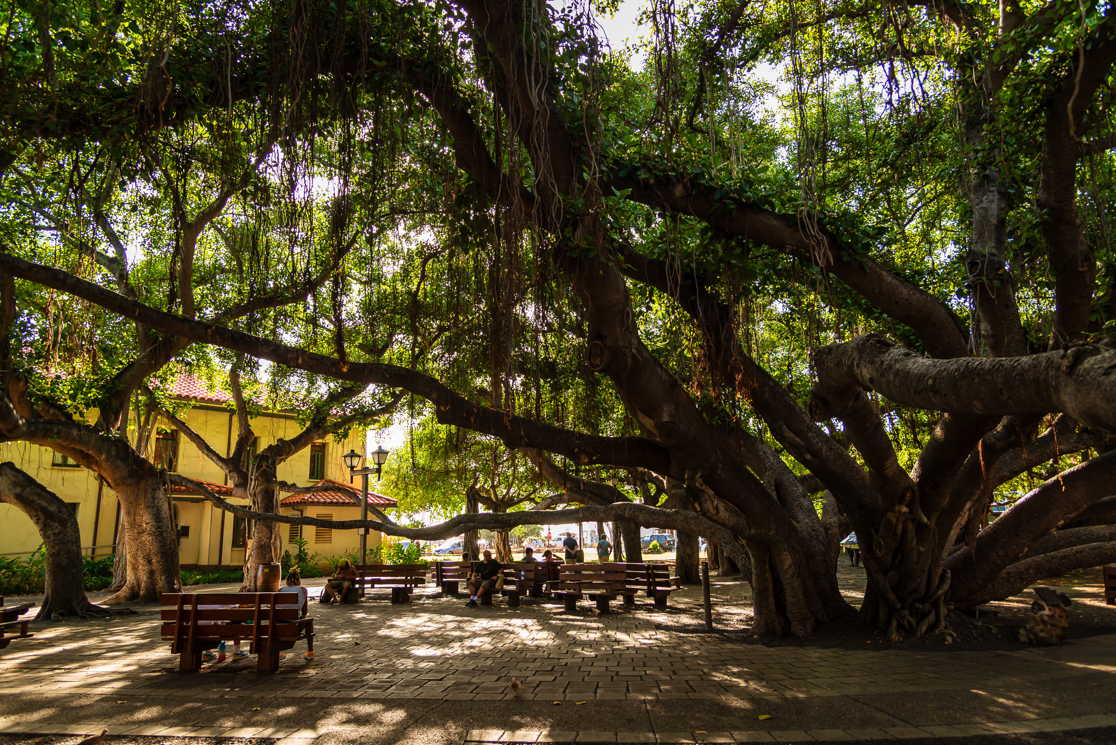 The banyan tree in Lahaina, Maui