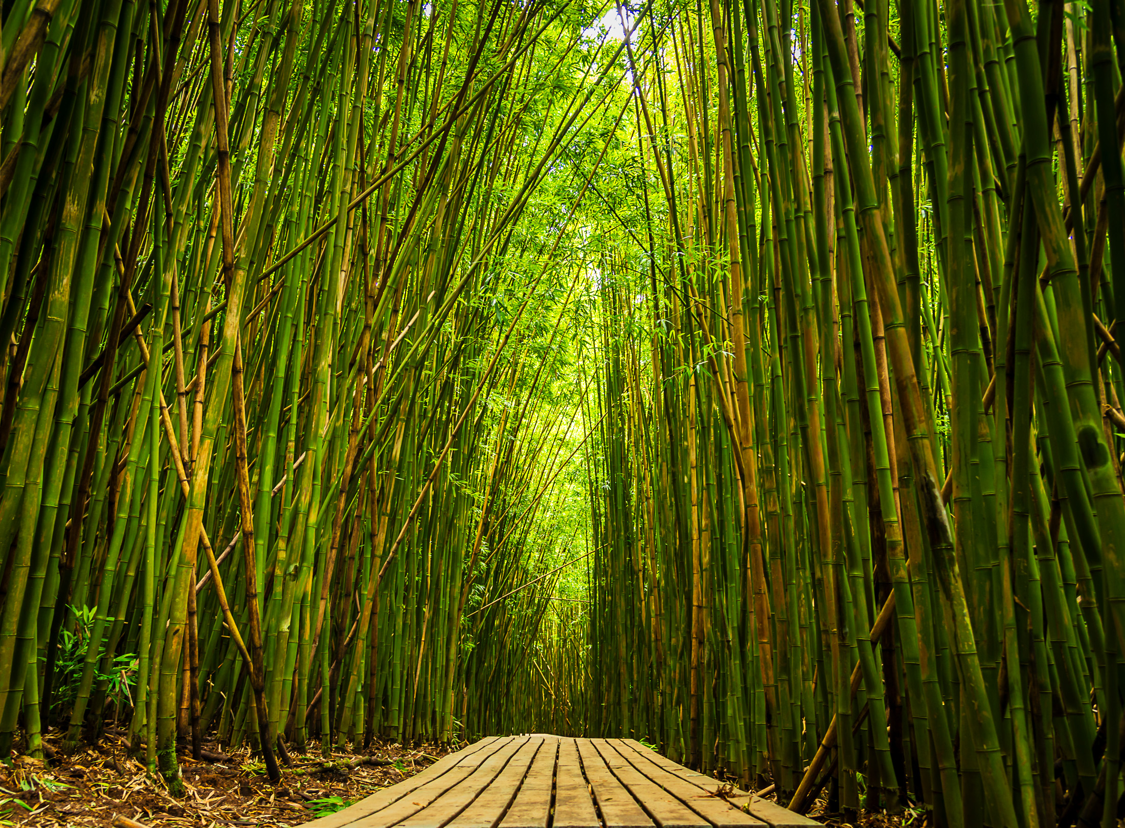 The road to Hana, Maui