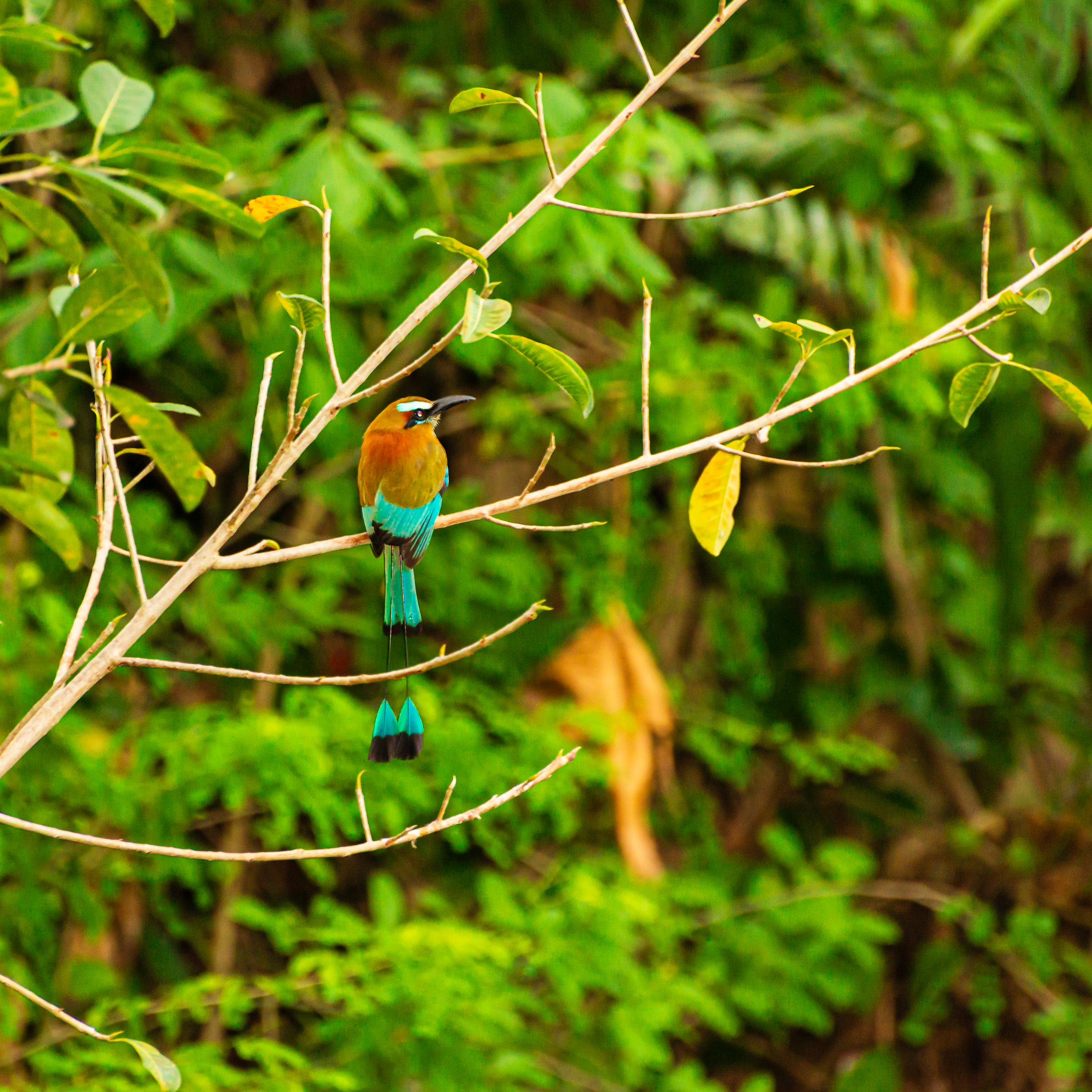 Turquoise bird in Cancún