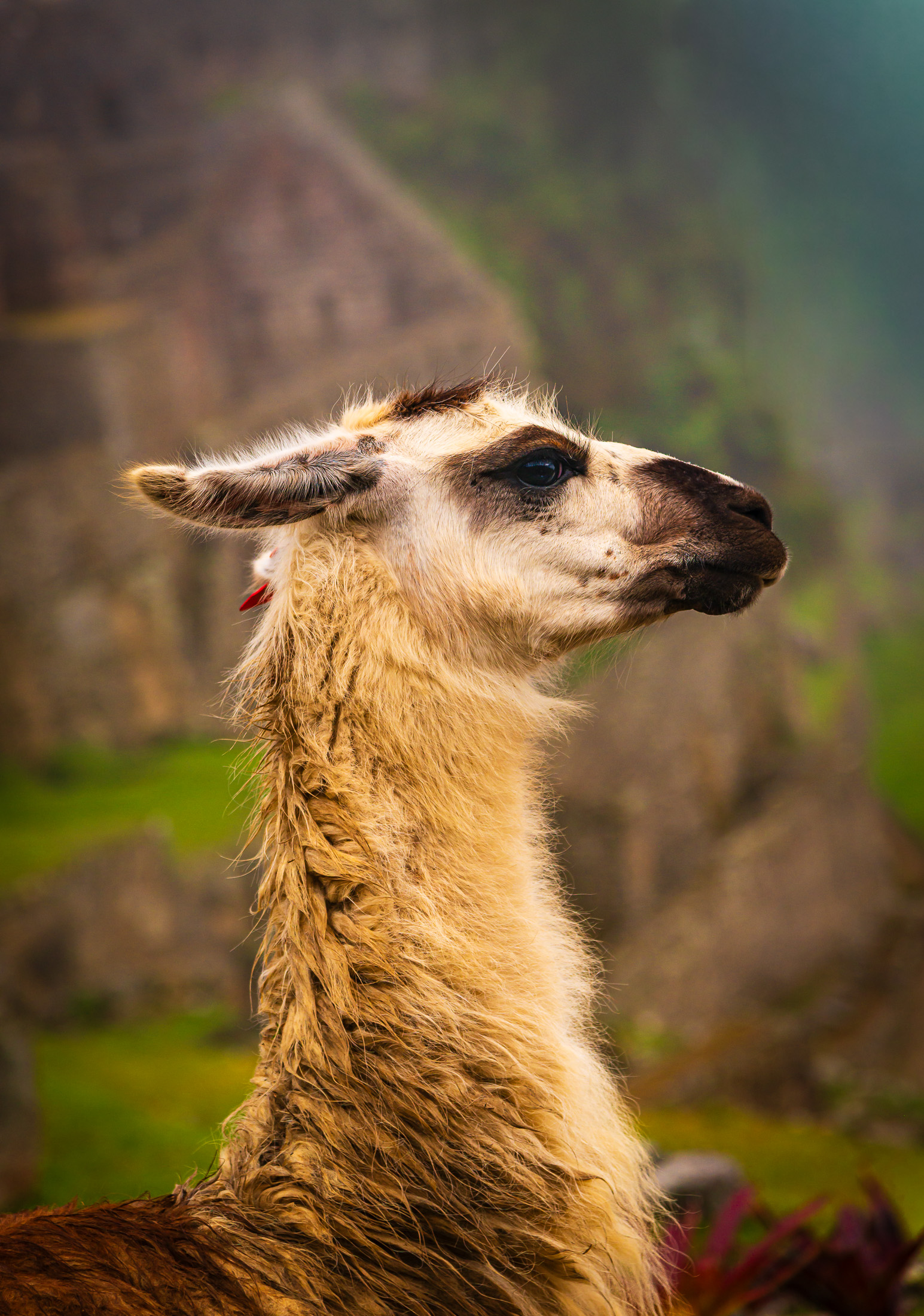 Inca Ruins Llama