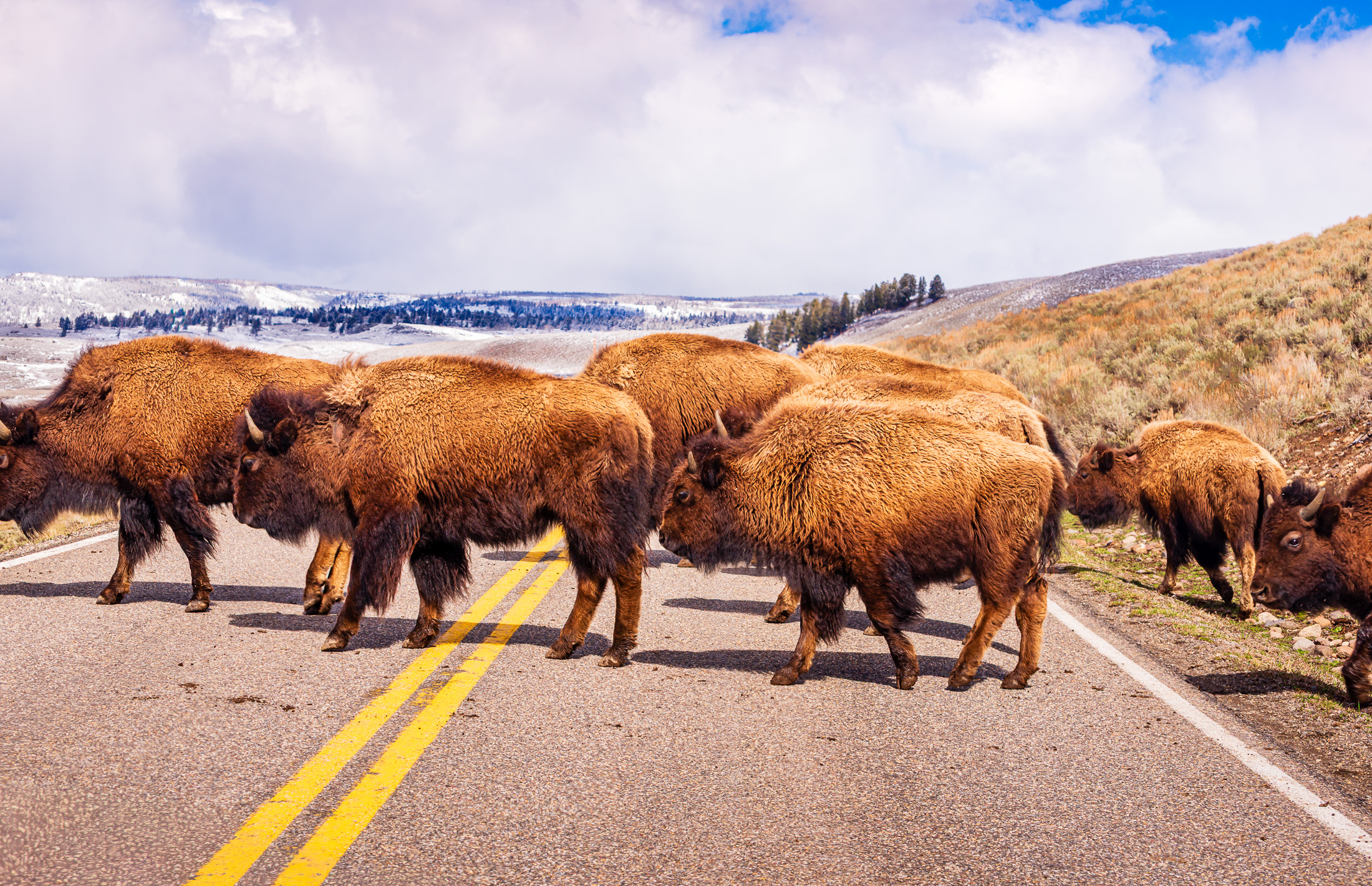 Yellowstone Bison on Road