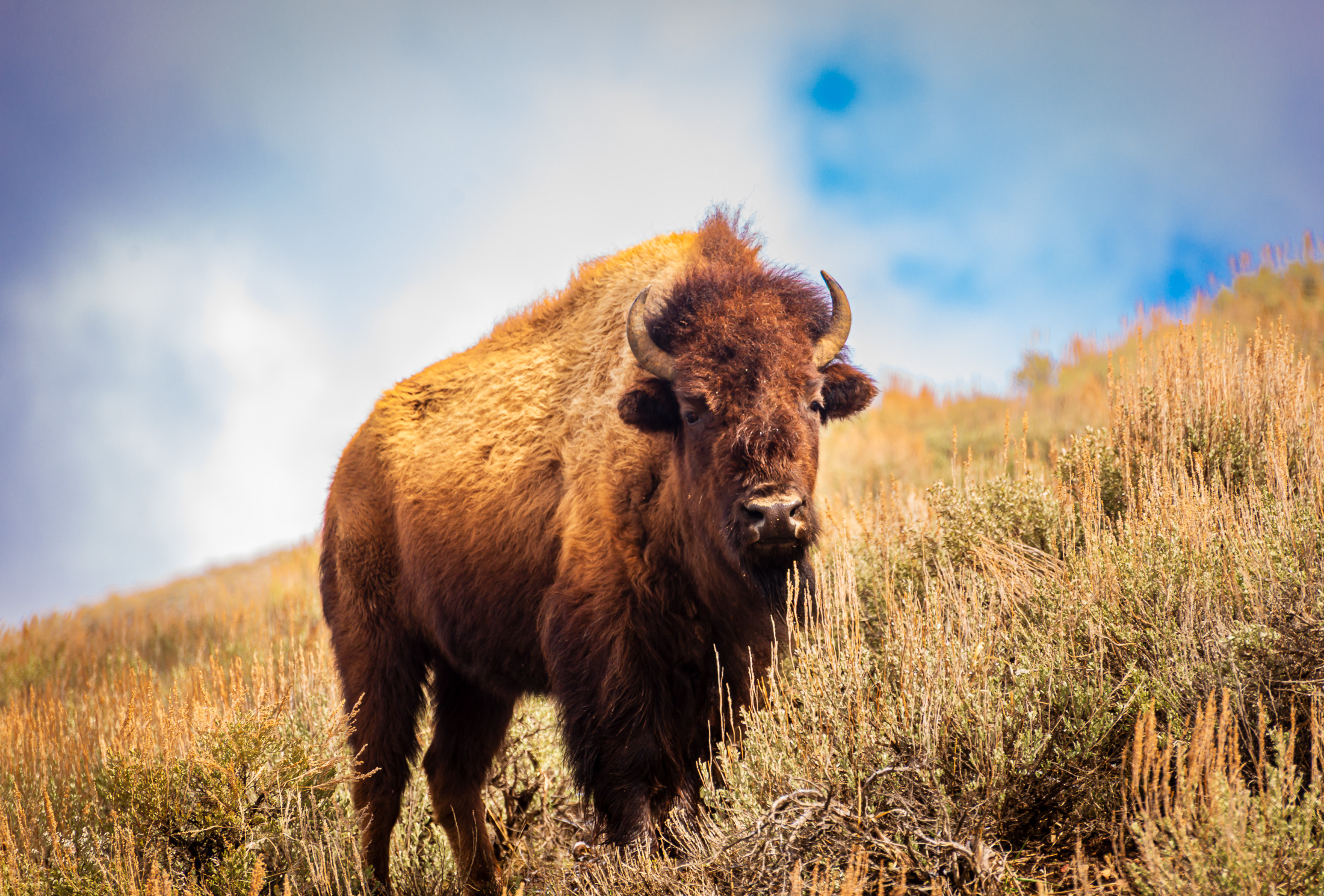 Yellowstone Bison