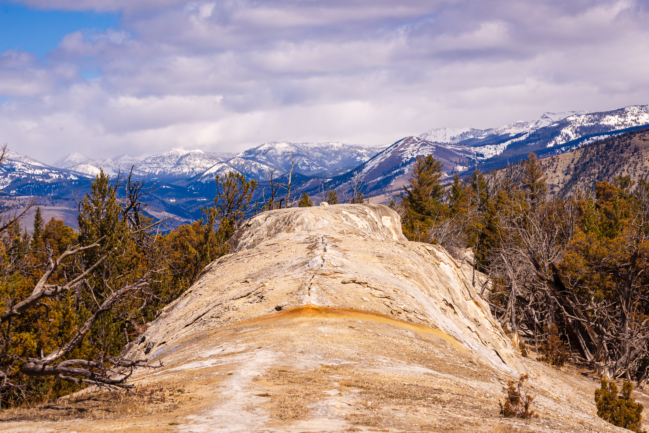 Yellowstone Elephant