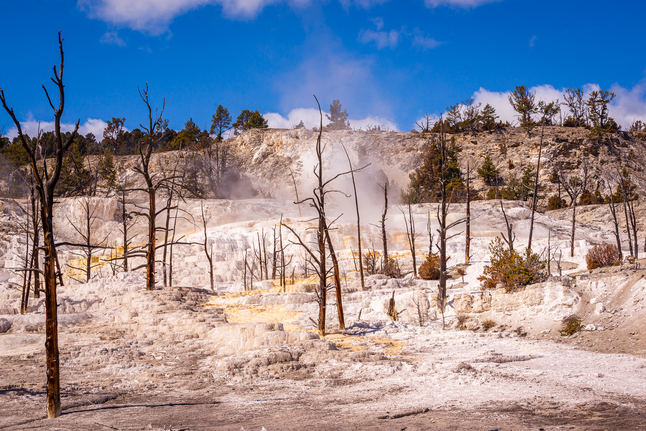 Yellowstone Thermal Dead Trees