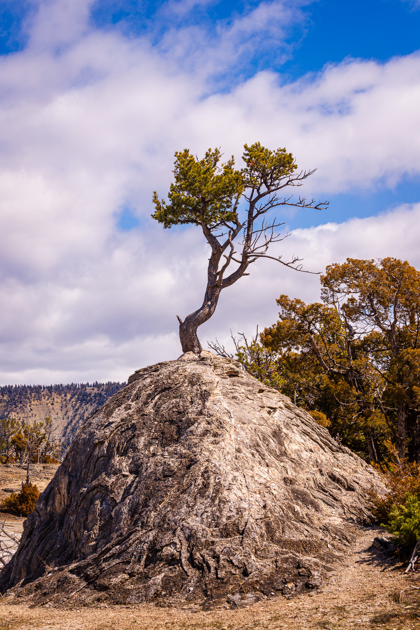 Yellowstone Tree