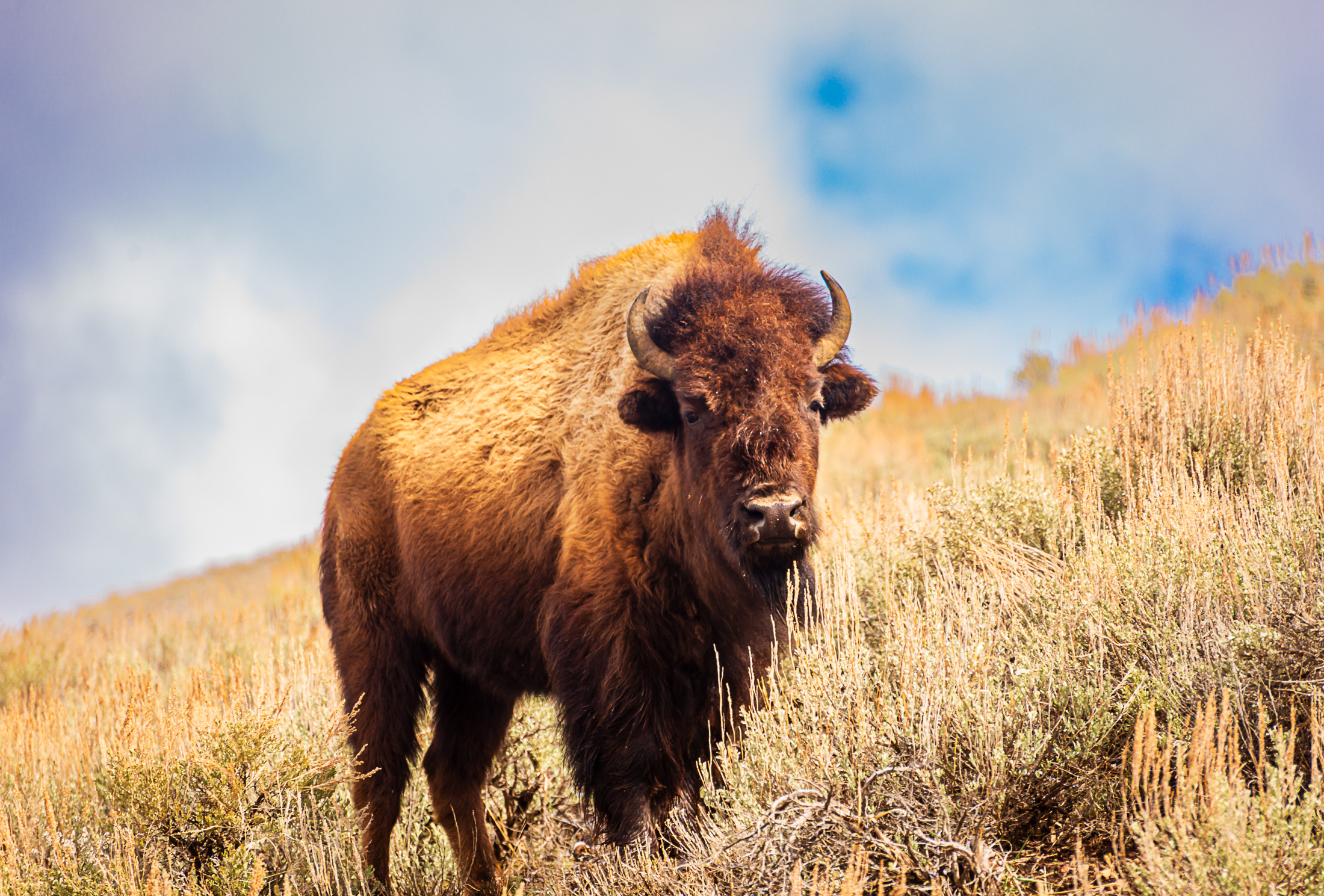 Yellowstone